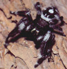 daring jumping spider