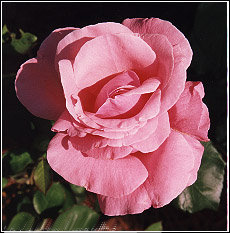 pink_rose.jpg=33,161