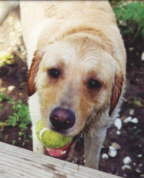 Tennis Ball