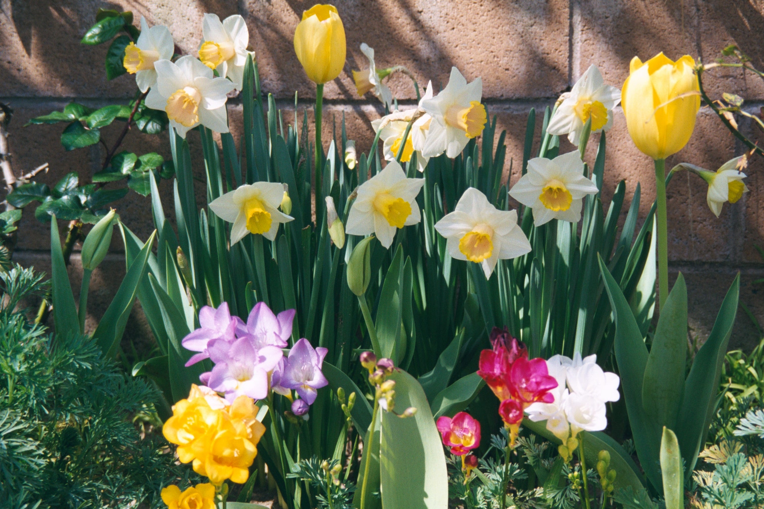 Daffodils