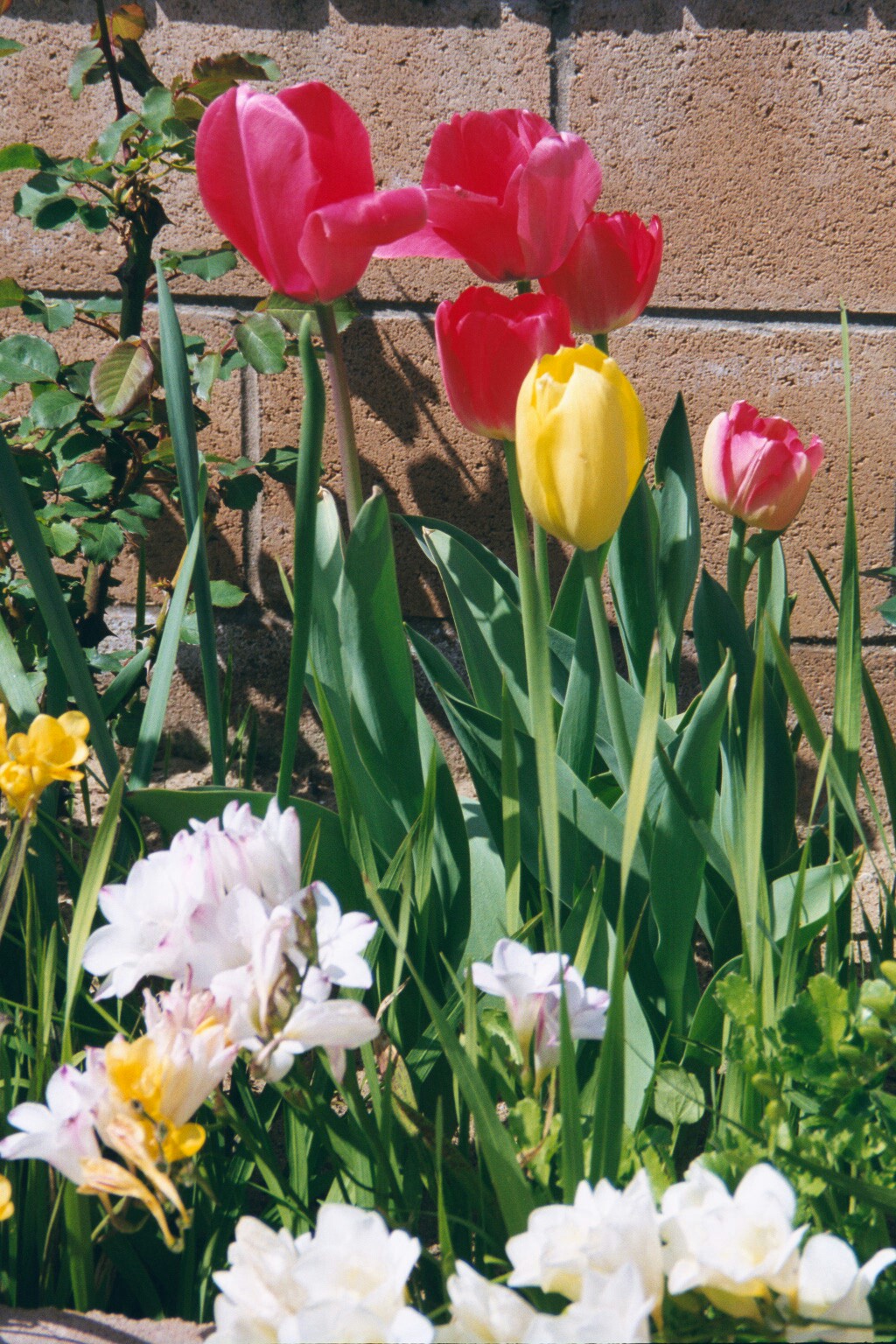 Tulips