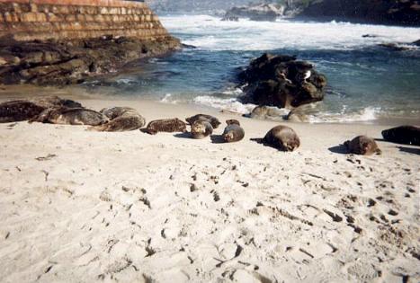 Harbor seals at the Childrens' Pool, La Jolla, CA