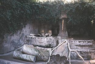 Lion exhibit, San Diego Zoo