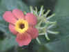 flower4.jpg (90912 bytes)