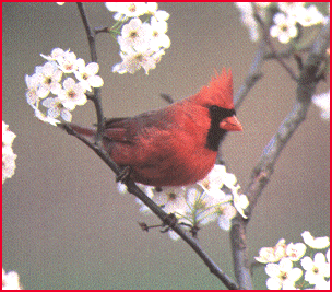 cardinal