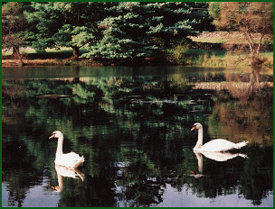 Swans 