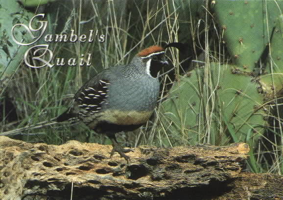 GambelQuail.jpg (50496 bytes)