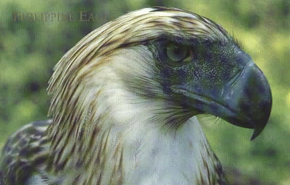 eagle.jpg (39000 bytes)