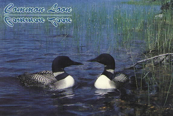 loons.jpg (69573 bytes)