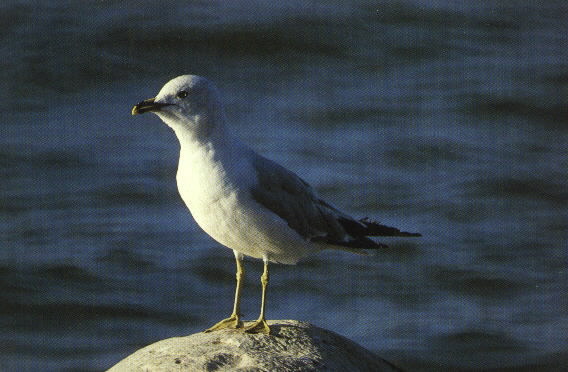 seagull.jpg (55168 bytes)