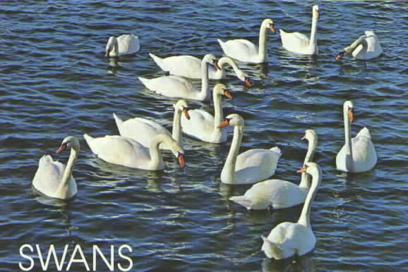 swans.jpg (45496 bytes)