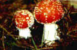 amanita muscaria