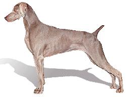 Weimaraner