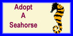 Adopt A Seahorse