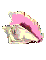 conch