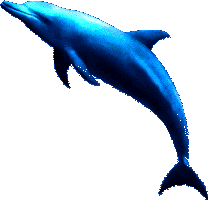 dolphin