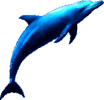 dolphin