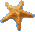 starfish