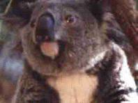 koala