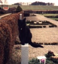 Churchyard cat