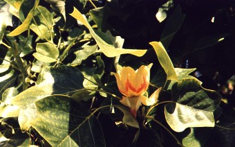 Tuliptree