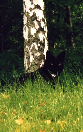 In front of a birch