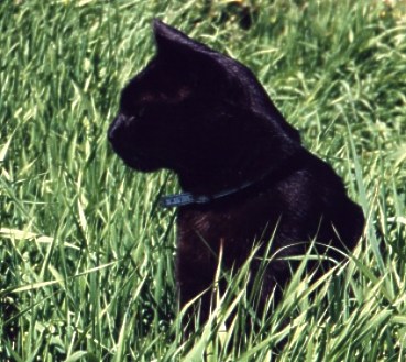 Cat in grass