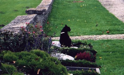 Flower cat