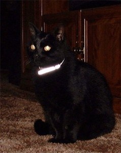 Smokey Kitty with new collar