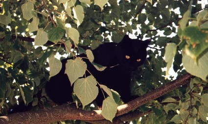 In the tulip-tree