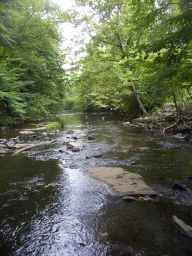 Creek below the dam