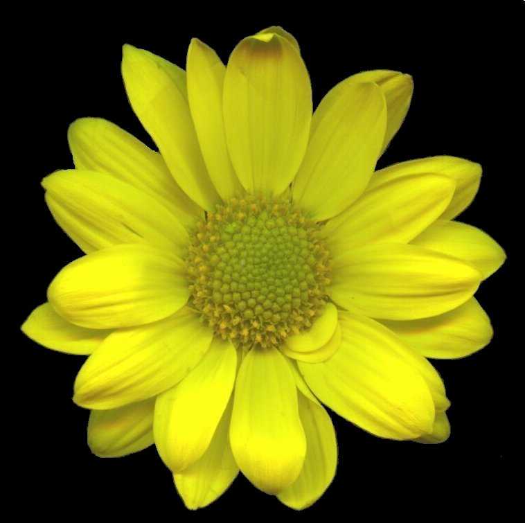 yellow dahlia