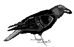 Crow