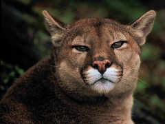 Cougar