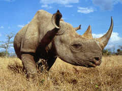 Rhino