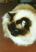 Gemma: photo af seal point Birman cat