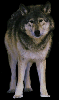 WOLF