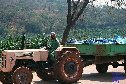 On the banana farm  Mutare, Zimbabwe