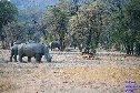 Rhino