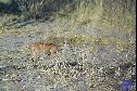 Steenbok