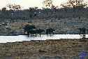 at the water hole