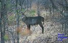 Waterbuck