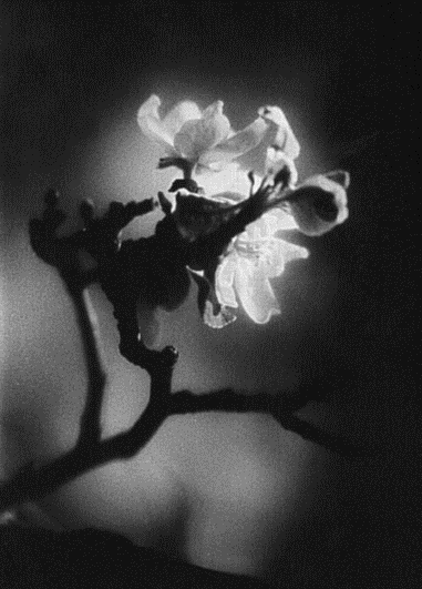 college b&w photograph apple blossom 1980