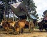 A traditional Bullock Cart used long time ago for transportation