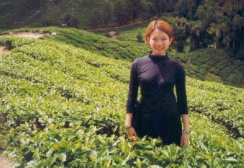 Jess@teaplantation.jpg (38164 bytes)