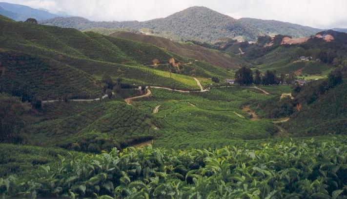 tea plantationv1.jpg (57817 bytes)