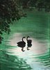 Click to see Black Swans