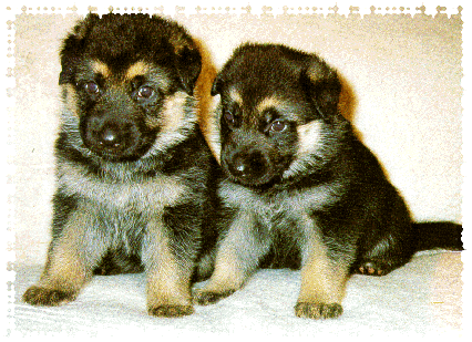 Hundebabys