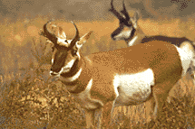 Pronghorn