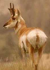 Pronghorn